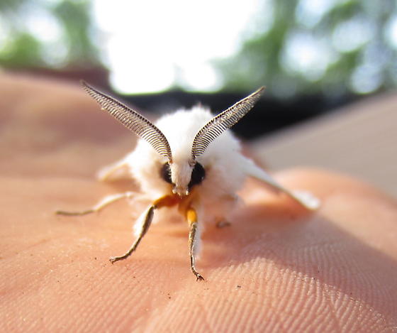 How do beliefs impact moth landing interpretations