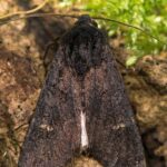 What Does a Black Moth Symbolize