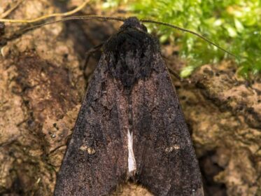 What Does a Black Moth Symbolize