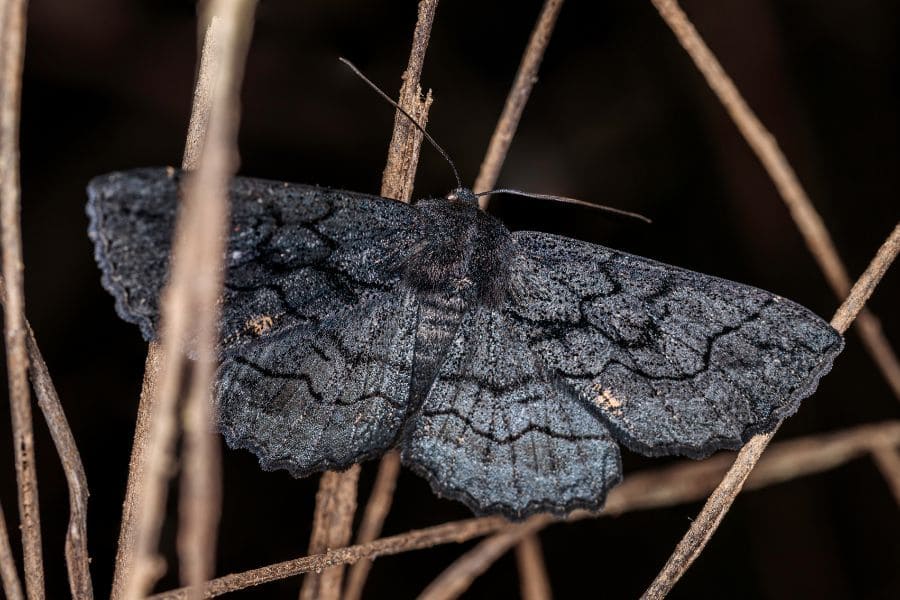 What are modern interpretations of black moths