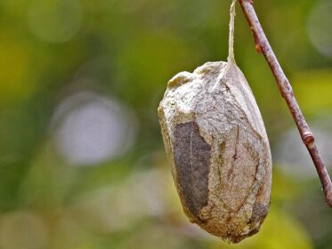 What Does a Moth Cocoon Look Like