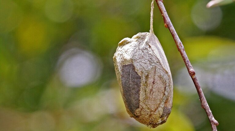 What Does a Moth Cocoon Look Like