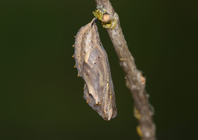 What Does a Moth Cocoon Look Like? A Comprehensive Guide - MothsLife