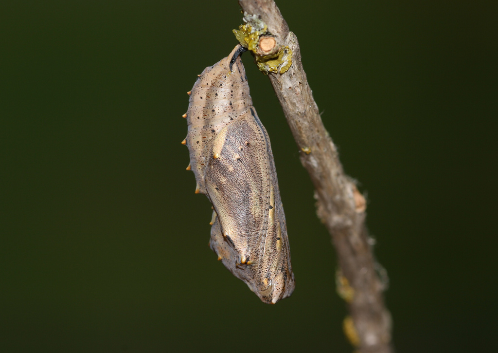 What influences moth cocoon diversity