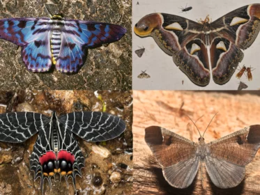 What Was Causing the Different Colors in the Moths