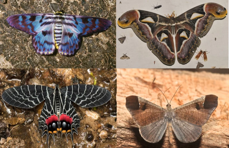 What Was Causing the Different Colors in the Moths