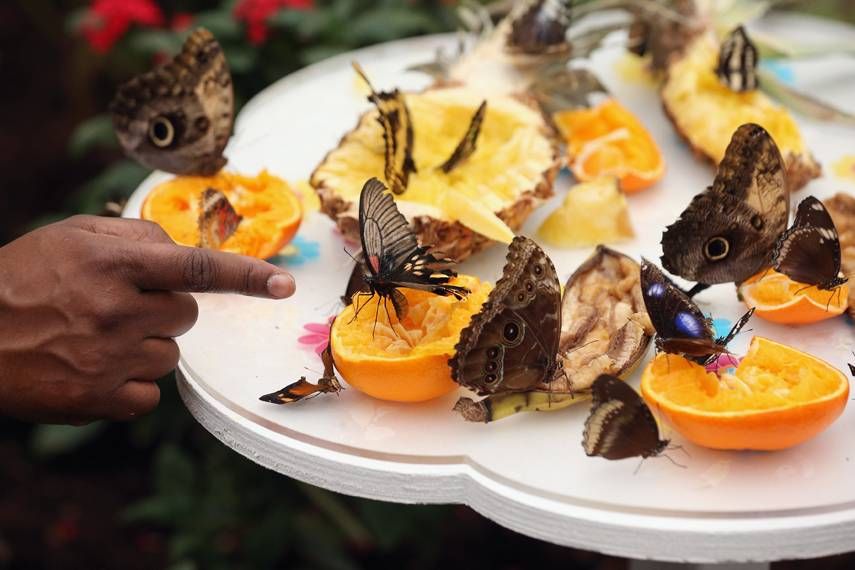 How Do Factors Affect Moth Diet Variations