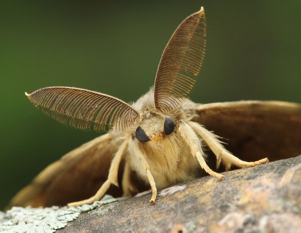 Why Are Moths Dusty