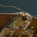 Do Moths Make Noise