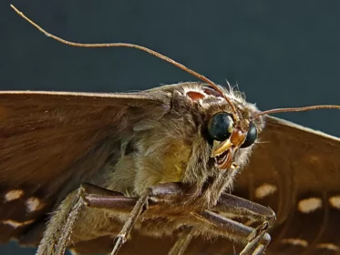 Do Moths Make Noise