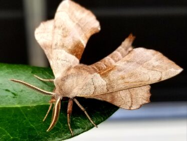 Why Do I Have So Many Moths Outside My House