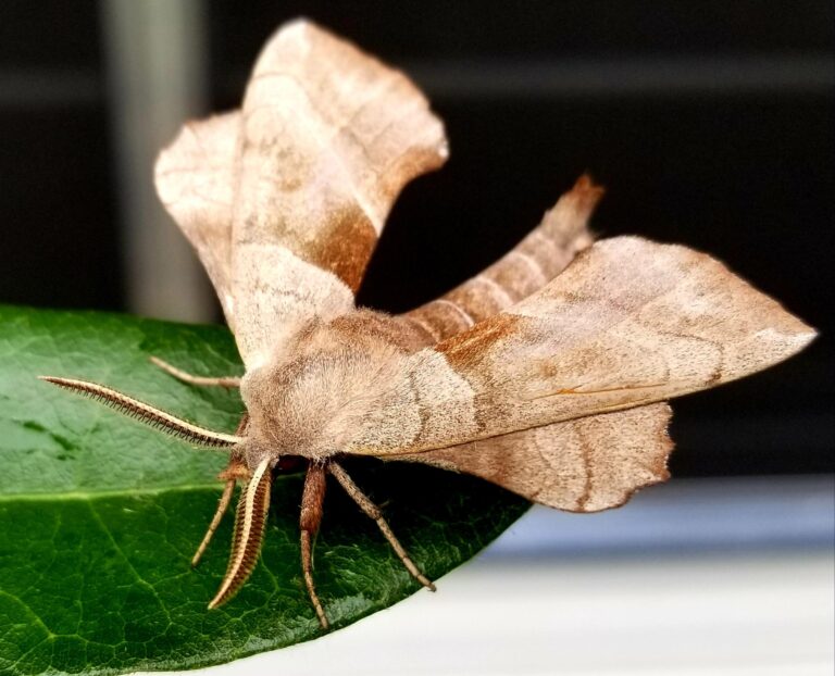 Why Do I Have So Many Moths Outside My House? Strategies for Moth